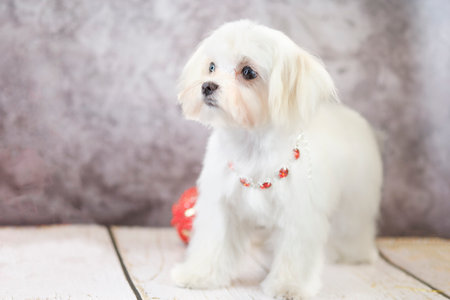A beautiful and cute Maltese puppy after the first grooming.