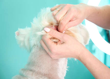 A home groomer cleans the ears with a cotton swab to a West Highland White Terrier close-up