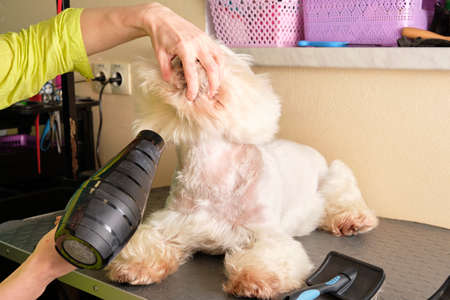 Drying the wool with a special hair dryer of a West Terrier dog close-upの写真素材