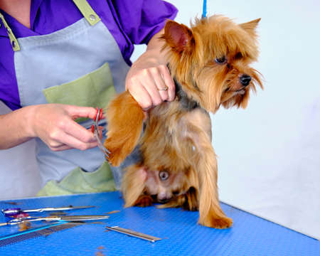 Cute little Pomeranian in a yellow towel after bathing in the arms of a family groomer.の写真素材