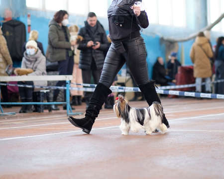 A happy woman, rejoices in the falling snow on a winter day and takes pictures on her phone.の写真素材