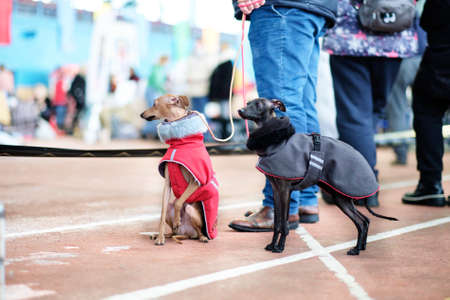 A beautiful woman catches a snowflake with her hand and takes pictures on the phone.の写真素材