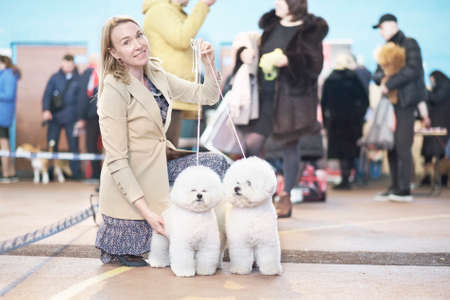 A woman with two well-groomed Bichon Frize dogs at a dog show.の写真素材