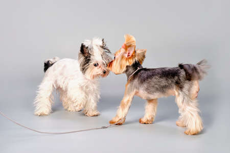 Two Yorkshire Terriers get to know each other on a gray backgroundの写真素材