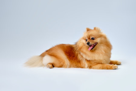 Groomer combs hair with a comb cavalier king charles spaniel.の写真素材