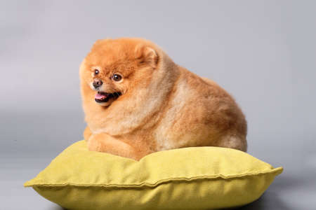 Happy pomeranian during a haircut in the salon.