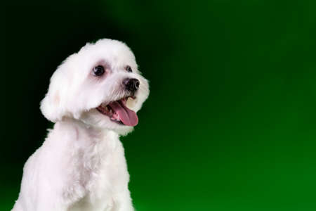 The Cavalier King Charles Spaniel pet dog during the brushing procedure for animals. The concept of pet care.の写真素材