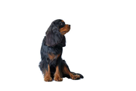 The Cavalier King Charles Spaniel pet dog during the brushing procedure for animals. The concept of...