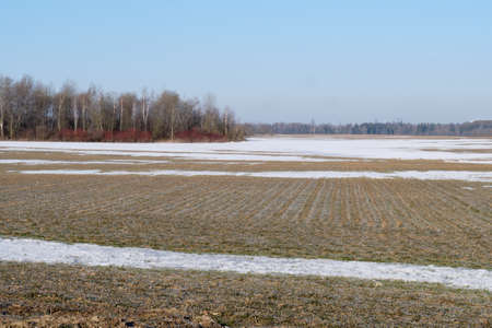 Snow that melts and dry grass on the field under it.の写真素材