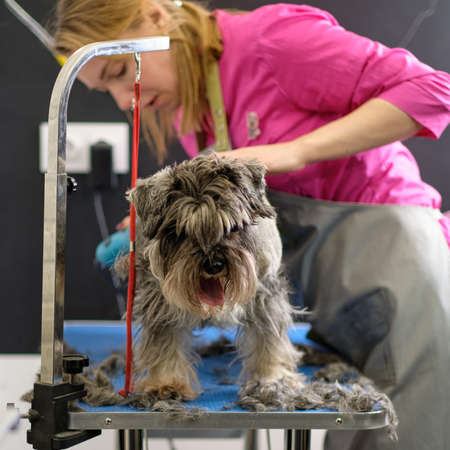 A female groomer trimmings a miniature schnauzer in a dog grooming studio.の写真素材
