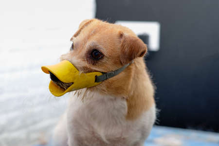 aggressive Jack Russell terrier with a protective mask on the muzzle on grooming.