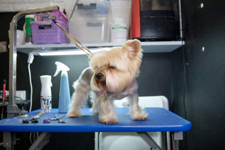 A Yorkshire terrier stands on a grooming tableの写真素材