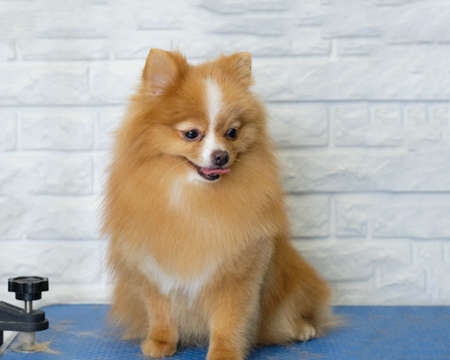 A red Pomeranian Pomeranian after a haircut according to the breed standard is sitting on the tableの写真素材