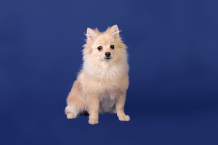 pomeranian after grooming on a blue backgroundの写真素材