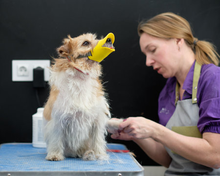 A female groomer works with a jack Russell dog on a grooming table. The dog in the foreground.の写真素材