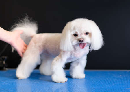 A female groomer works with a jack Russell dog on a grooming table. The dog in the foreground.の写真素材