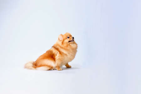 Photo of a standing Pekingese on bath towels lying on the table.の写真素材