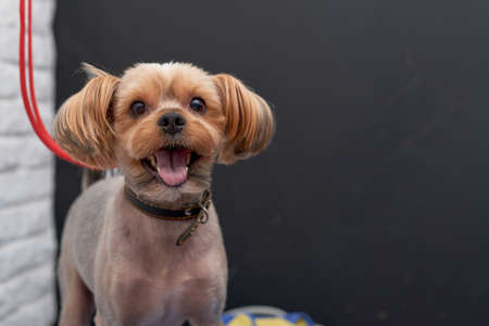 Beautifully trimmed head of a Yorkshire Terrier dog close-up