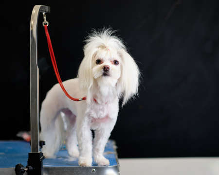 Maltese lapdog sits on a table in front of a black background.の写真素材