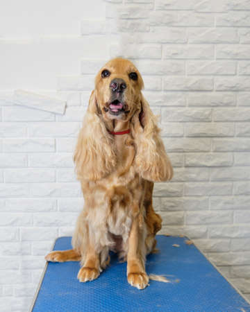 cute spaniel dog on a light background with a well-groomed coat.の写真素材