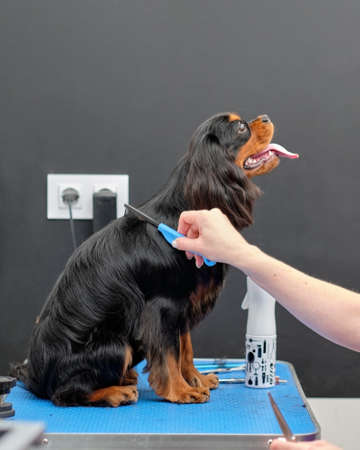 Cavalier King Charles Spaniel on a grooming procedure in an animal salon.の写真素材