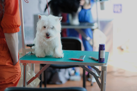 The cat is lying on the grooming table, next to the comb.の写真素材