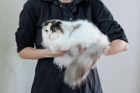 American Cocker Spaniel with a long hair skirt on the table.の写真素材