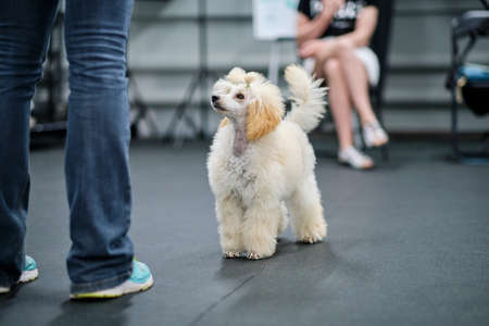Adorable little poodle puppy looks at animal trainer.の写真素材