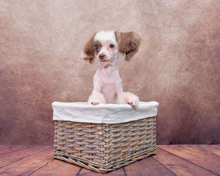 chinese crested dog on a vintage background in a rattan basketの写真素材