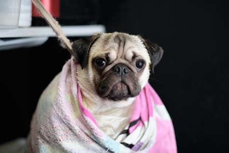 Charming pug wrapped in a towel after bathing close-upの写真素材