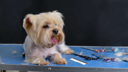 The Yorkshire Terrier dog lies on the grooming table next to scissors, comb and wool