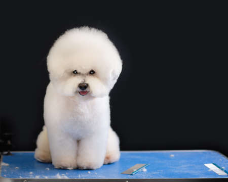 Bichon frise sits on a grooming table in on a black backgroundの写真素材
