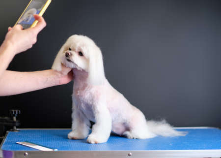 Professional groomer combs a small red Pomeranian spitz.の写真素材