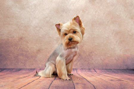 A cute York terrier sits in front of a vintage background after taking care of the animals from the...