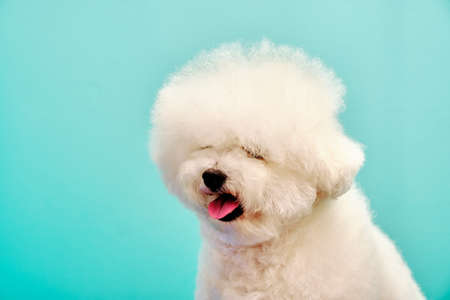 English Cocker Spaniel dog grooming in the office of animal care.の写真素材
