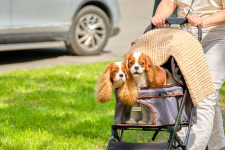 Two purebred Cavalier King Charles Spaniel dogs in a baby carriage.