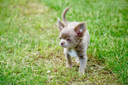 A small puppy of a dwarf poodle in the arms of a woman during a walk.の写真素材