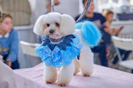 A happy woman with two beloved dogs of the Bichon Frize breed.の写真素材