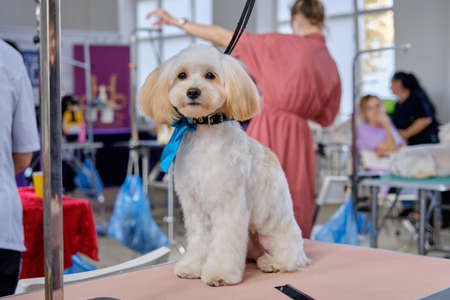 An overgrown English Cocker spaniel before a haircut in an animal salon.の写真素材