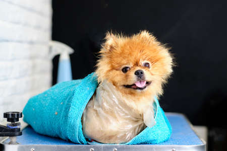 An overgrown English Cocker spaniel before a haircut in an animal salon.の写真素材