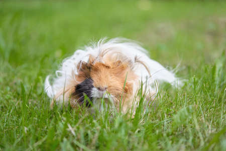 A long-haired guinea pig lies in the green grassの写真素材