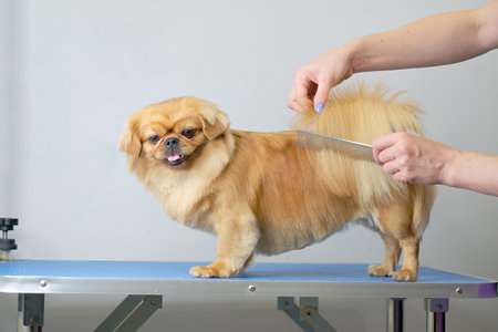 A Shih tzu or Shih Tzu dog on a grooming table with a pedigree haircut for participating in a dog show.の写真素材