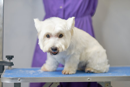 A Shih tzu or Shih Tzu dog on a grooming table with a pedigree haircut for participating in a dog show.の写真素材