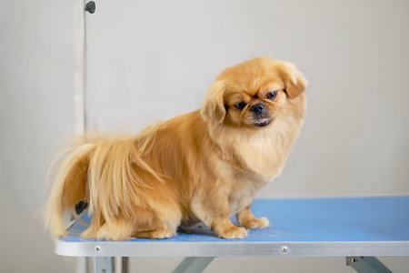 A Shih tzu or Shih Tzu dog on a grooming table with a pedigree haircut for participating in a dog show.の写真素材