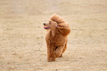 A female handler puts a modern-colored poodle in the rack.の写真素材