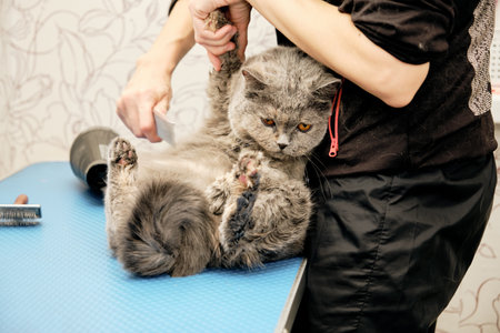 The cat is on the grooming table while combing out the tangles from the animal's fur. Specialist work without protective equipment against cat bites and scratching.の写真素材
