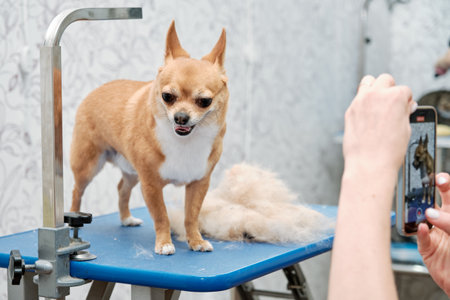The chihuahua dog on the table during the shooting stands next to the groomer's combed hair during the express molt.の写真素材