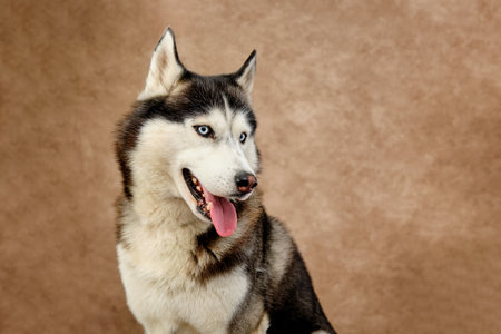 Portrait of a Siberian husky looking to the side on a vintage background.