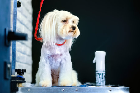Maltese lapdog sits on the table during care procedures.の写真素材