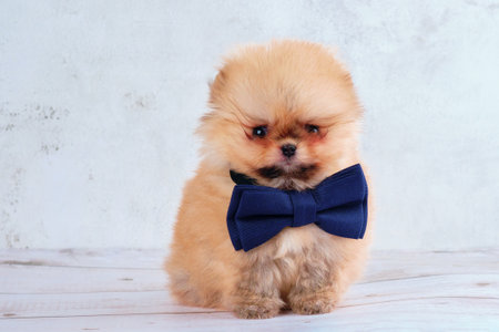A small pomeranian dog puppy with a big butterfly on its neck.の写真素材